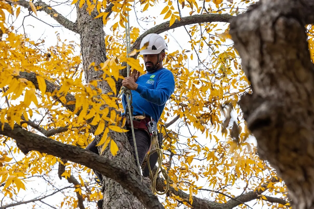 Skilled Tree Transplanting crew working in Snowmass